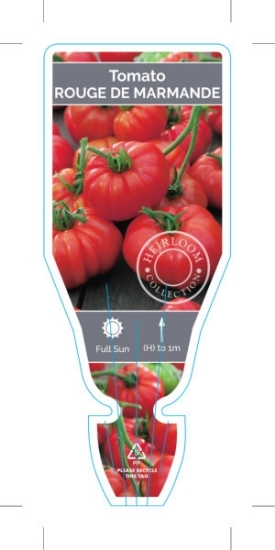 Picture of VEGETABLE TOMATO HEIRLOOM ROUGE DE MARMANDE (Lycopersicon esculentum)                                                                                 