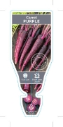 Picture of VEGETABLE CARROT PURPLE HEIRLOOM (Daucus carota)                                                                                                      