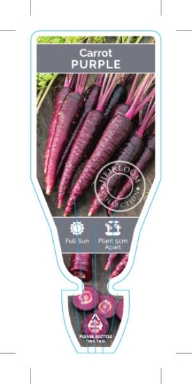 Picture of VEGETABLE CARROT PURPLE HEIRLOOM (Daucus carota)                                                                                                      