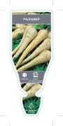 Picture of VEGETABLE PARSNIP (Pastinaca sativa)                                                                                                                  