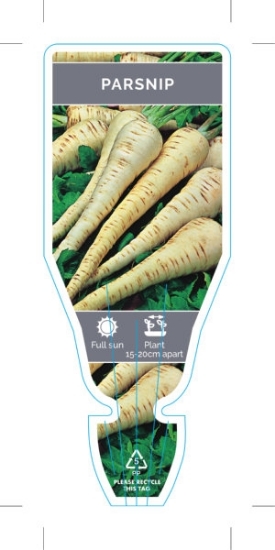 Picture of VEGETABLE PARSNIP (Pastinaca sativa)                                                                                                                  