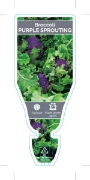 Picture of VEGETABLE BROCCOLI PURPLE SPROUTING                                                                                                                   