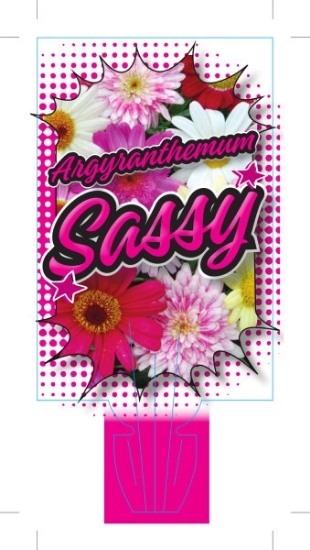 Picture of **ARGYRANTHEMUM SASSY                                                                                                                                 