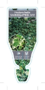 Picture of HOUSEPLANT HEDERA HELIX VARIEGATED IVY                                                                                                                