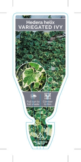 Picture of HOUSEPLANT HEDERA HELIX VARIEGATED IVY                                                                                                                