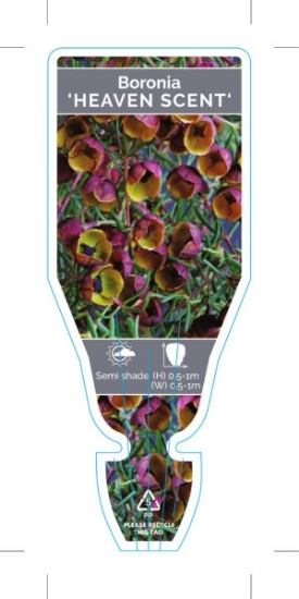 Picture of **BORONIA MEGASTIGMA HEAVEN SCENT                                                                                                                     