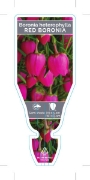Picture of **BORONIA HETEROPHYLLA RED BORONIA                                                                                                                    