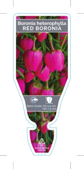 Picture of **BORONIA HETEROPHYLLA RED BORONIA                                                                                                                    