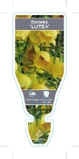 Picture of **BORONIA MEGASTIGMA LUTEA                                                                                                                            
