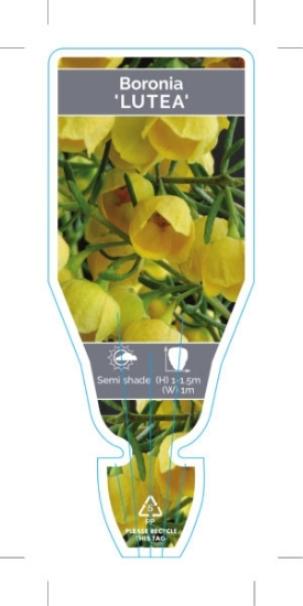 Picture of **BORONIA MEGASTIGMA LUTEA                                                                                                                            