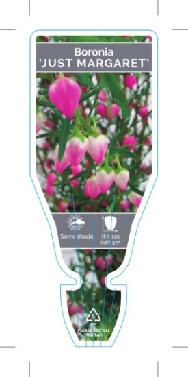 Picture of BORONIA JUST MARGARET                                                                                                                                 