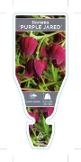 Picture of **BORONIA PURPLE JARED                                                                                                                                