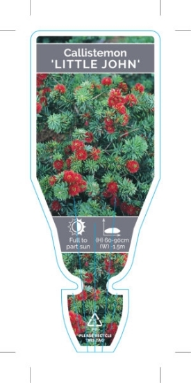 Picture of CALLISTEMON LITTLE JOHN                                                                                                                               