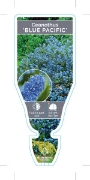 Picture of CEANOTHUS BLUE PACIFIC                                                                                                                                