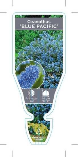 Picture of CEANOTHUS BLUE PACIFIC                                                                                                                                