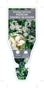 Picture of CHOISYA TERNATA MEXICAN ORANGE BLOSSOM                                                                                                                