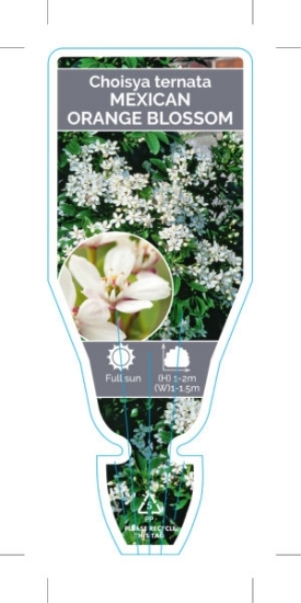 Picture of CHOISYA TERNATA MEXICAN ORANGE BLOSSOM                                                                                                                