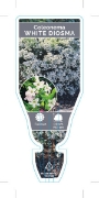 Picture of **COLEONEMA WHITE DIOSMA                                                                                                                              