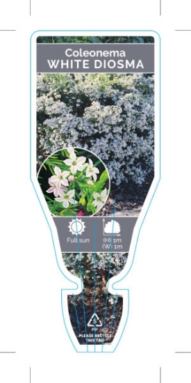 Picture of **COLEONEMA WHITE DIOSMA                                                                                                                              