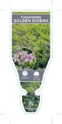 Picture of COLEONEMA PULCHELLUM AUREA GOLDEN DIOSMA                                                                                                              