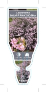 Picture of COLEONEMA PULCHELLUM DWARF PINK DIOSMA                                                                                                                