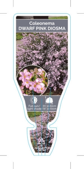 Picture of COLEONEMA PULCHELLUM DWARF PINK DIOSMA                                                                                                                