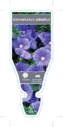 Picture of CONVOLVULUS SABATIUS (SYN C.MAURITANICUS)                                                                                                             