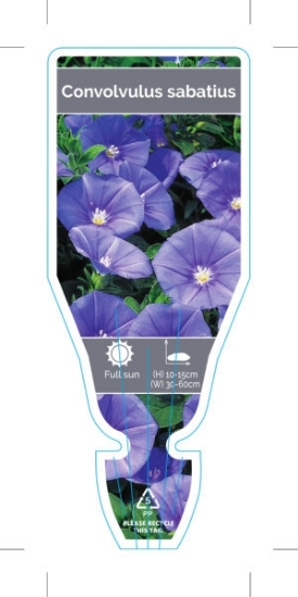 Picture of CONVOLVULUS SABATIUS (SYN C.MAURITANICUS)                                                                                                             