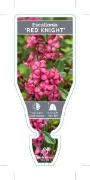 Picture of **ESCALLONIA RED KNIGHT                                                                                                                               