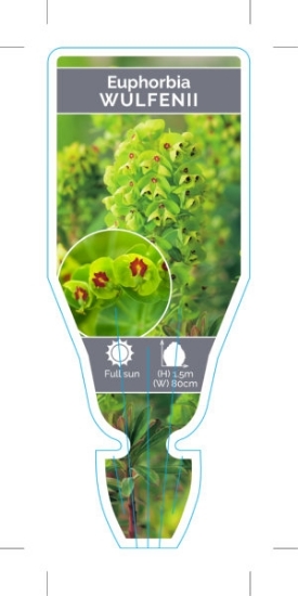 Picture of **EUPHORBIA CHARACIAS SUBSP. WULFENII                                                                                                                 