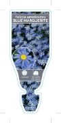 Picture of FELICIA AMELLOIDES BLUE                                                                                                                               