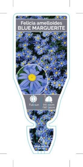 Picture of FELICIA AMELLOIDES BLUE                                                                                                                               