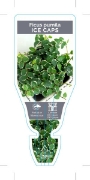 Picture of **FICUS PUMILA ICE CAPS                                                                                                                               