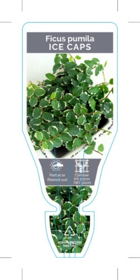 Picture of **FICUS PUMILA ICE CAPS                                                                                                                               