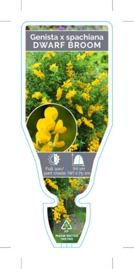 Picture of **GENISTA X SPACHIANA DWARF BROOM                                                                                                                     