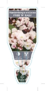 Picture of **HARDENBERGIA VIOLACEA FREE N EASY                                                                                                                   