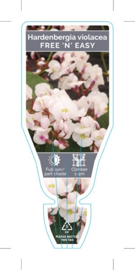 Picture of **HARDENBERGIA VIOLACEA FREE N EASY                                                                                                                   