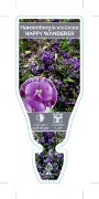 Picture of **HARDENBERGIA VIOLACEA HAPPY WANDERER                                                                                                                