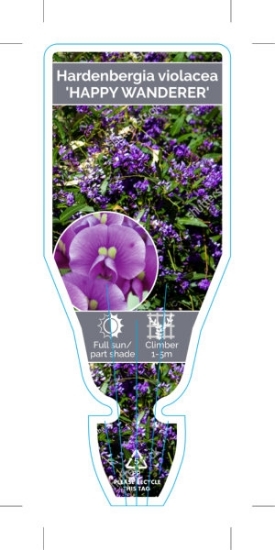 Picture of **HARDENBERGIA VIOLACEA HAPPY WANDERER                                                                                                                