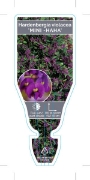 Picture of **HARDENBERGIA VIOLACEA MINI-HAHA                                                                                                                     