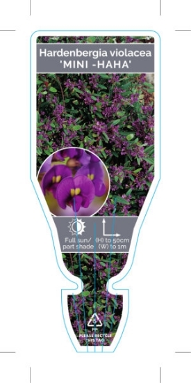 Picture of **HARDENBERGIA VIOLACEA MINI-HAHA                                                                                                                     