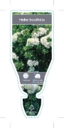 Picture of **HEBE BUXIFOLIA (Syn. H odora)                                                                                                                       