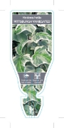 Picture of **HOUSEPLANT HEDERA HELIX PITTSBURGH VARIEGATED IVY                                                                                                   