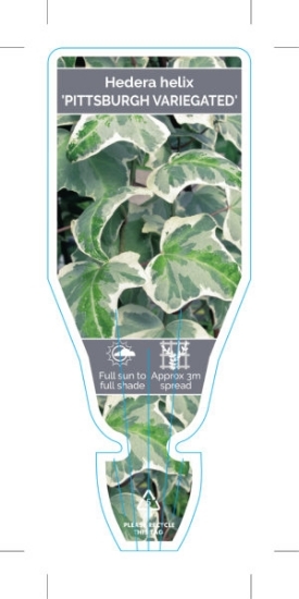 Picture of **HOUSEPLANT HEDERA HELIX PITTSBURGH VARIEGATED IVY                                                                                                   