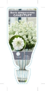 Picture of IBERIS SEMPERVIREN CANDYTUFT                                                                                                                          