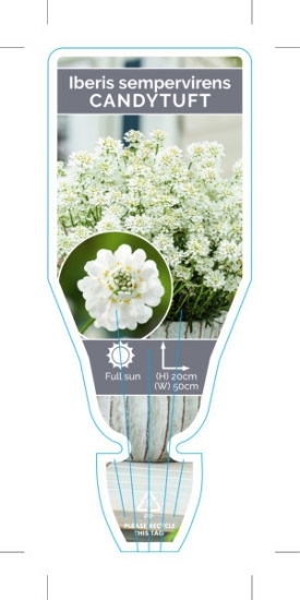 Picture of IBERIS SEMPERVIREN CANDYTUFT                                                                                                                          
