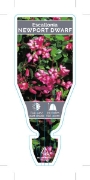 Picture of **ESCALLONIA NEWPORT DWARF                                                                                                                            