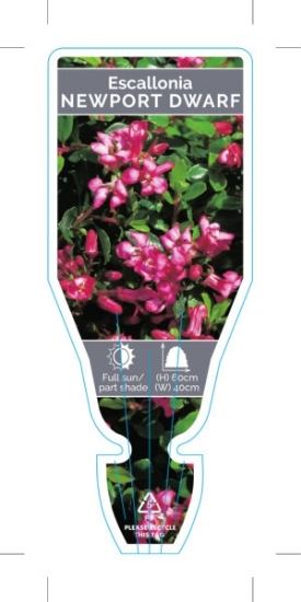 Picture of **ESCALLONIA NEWPORT DWARF                                                                                                                            