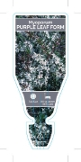 Picture of **MYOPORUM PARVIFOLIUM PURPLE LEAF FORM                                                                                                               
