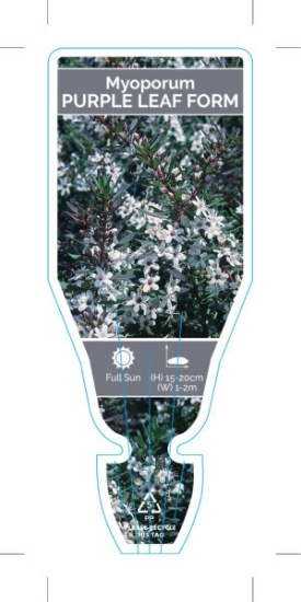 Picture of **MYOPORUM PARVIFOLIUM PURPLE LEAF FORM                                                                                                               